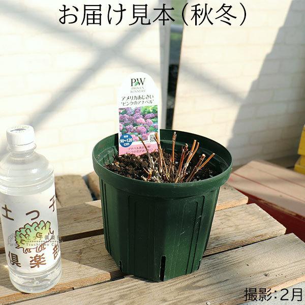 アジサイ ピンクアナベル 6号スリット鉢植え 苗木 H 087 H6 花と緑の専門店 土っ子倶楽部 通販 Yahoo ショッピング