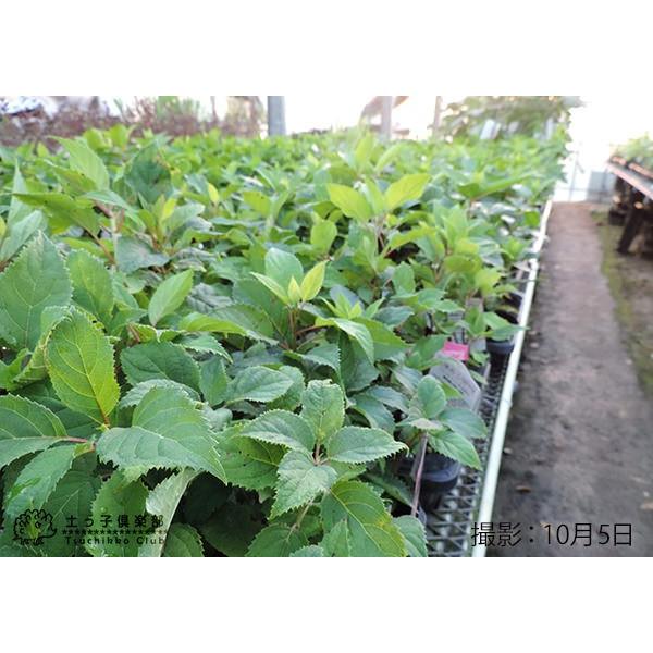 アジサイ ピンクアナベル 10 5cmポット苗 H 087 花と緑の専門店 土っ子倶楽部 通販 Yahoo ショッピング