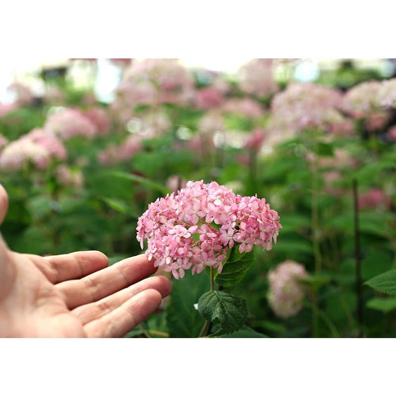 アジサイ ピンクアナベル 10 5cmポット苗 H 087 花と緑の専門店 土っ子倶楽部 通販 Yahoo ショッピング