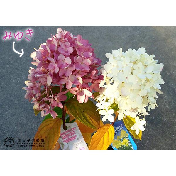 紫陽花 ピラミッドアジサイ Miyuki（みゆき） 10.5cmポット苗 【 送料