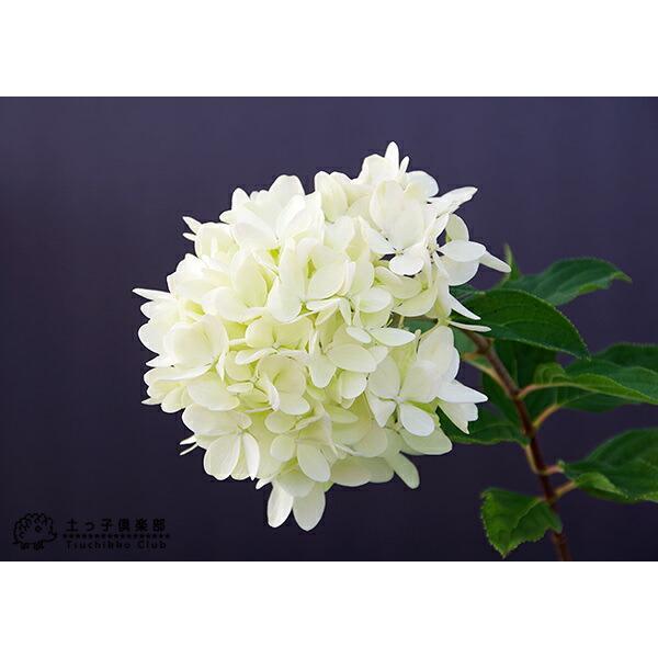 紫陽花 ピラミッドアジサイ Miyuki（みゆき） 10.5cmポット苗 【 送料