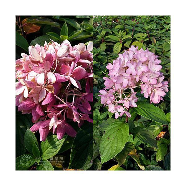 紫陽花 ピラミッドアジサイ Miyuki（みゆき） 10.5cmポット苗 【 送料