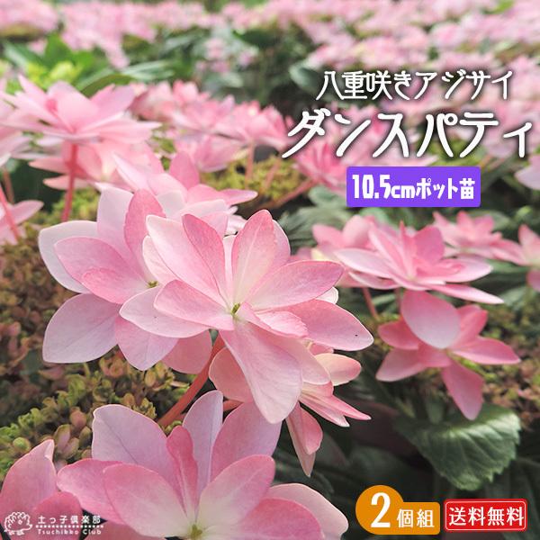 八重咲きアジサイ 『ダンスパティ』 2個セット （ 送料無料 ） 10.5cmポット苗