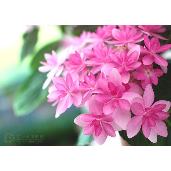 八重咲きアジサイ ダンスパティ 2個セット 送料無料 10 5cmポット苗 H 0 2ps 花と緑の専門店 土っ子倶楽部 通販 Yahoo ショッピング