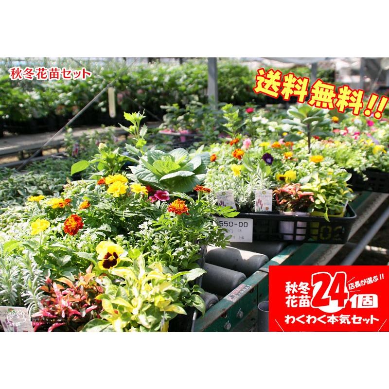 秋冬の花苗24個セット 送料無料 例 パンジー ビオラ ガザニア 葉ボタン ナデシコ 金魚草 など Hananae24 Akifuyu 花と緑の専門店 土っ子倶楽部 通販 Yahoo ショッピング