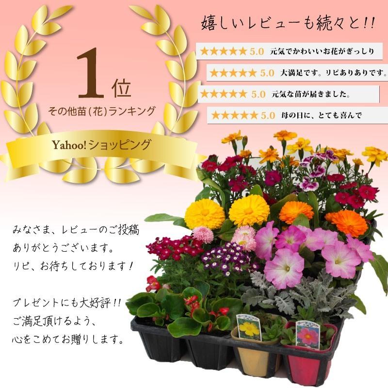 秋冬の花苗24個セット 送料無料 パンジー ビオラ ガザニア 葉ボタン 芝桜 ナデシコ 金魚草 ペチュニア など Hananae24 Akifuyu 花と緑の専門店 土っ子倶楽部 通販 Yahoo ショッピング