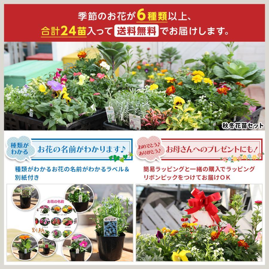 季節の花苗24苗セット 【 送料無料 】24株 秋 冬 一年草 多年草 苗物
