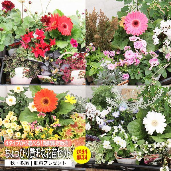 4タイプから 選べる！ 期間限定販売！ ちょっぴり 贅沢 な 花苗 セット