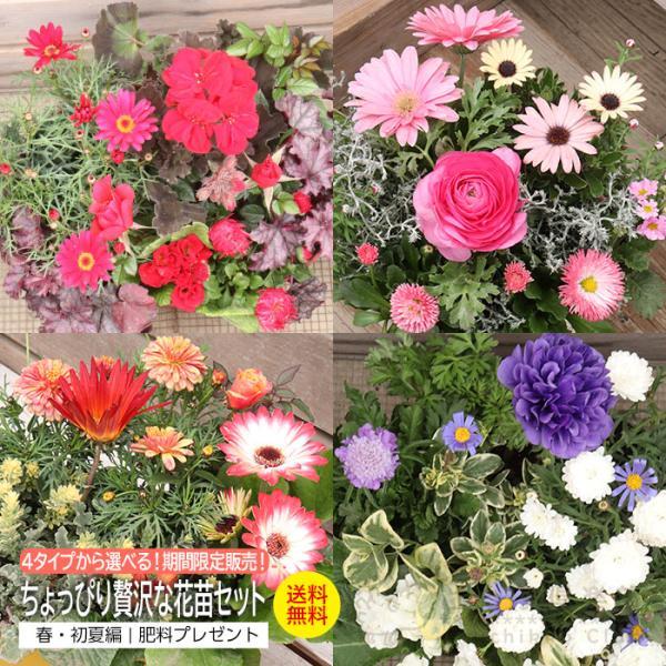4タイプから 選べる！ 期間限定販売！ ちょっぴり 贅沢 な 花苗 セット 〜カラーリーフとともに〜 春・初夏 編 （ 肥料プレゼント ）【 送料無料 】　（Yahoo!・花と緑の専門店 土っ子倶楽部）