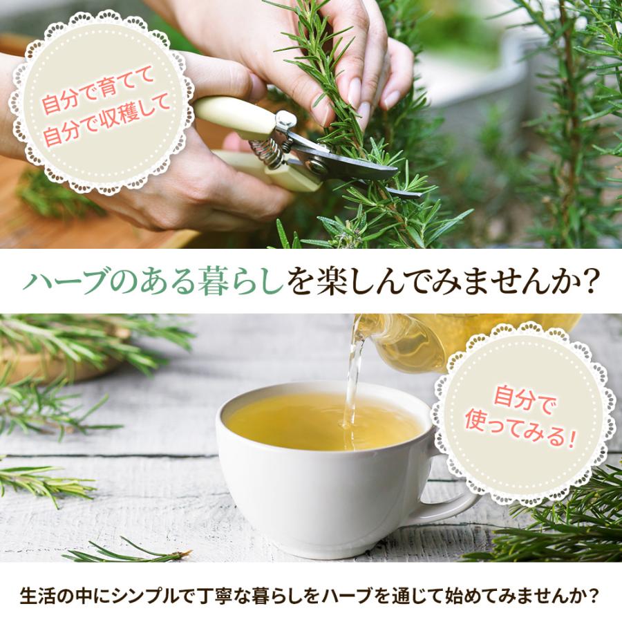 土っ子倶楽部 くらしを豊かに！ 季節のハーブ おまかせ 12ポット Mix