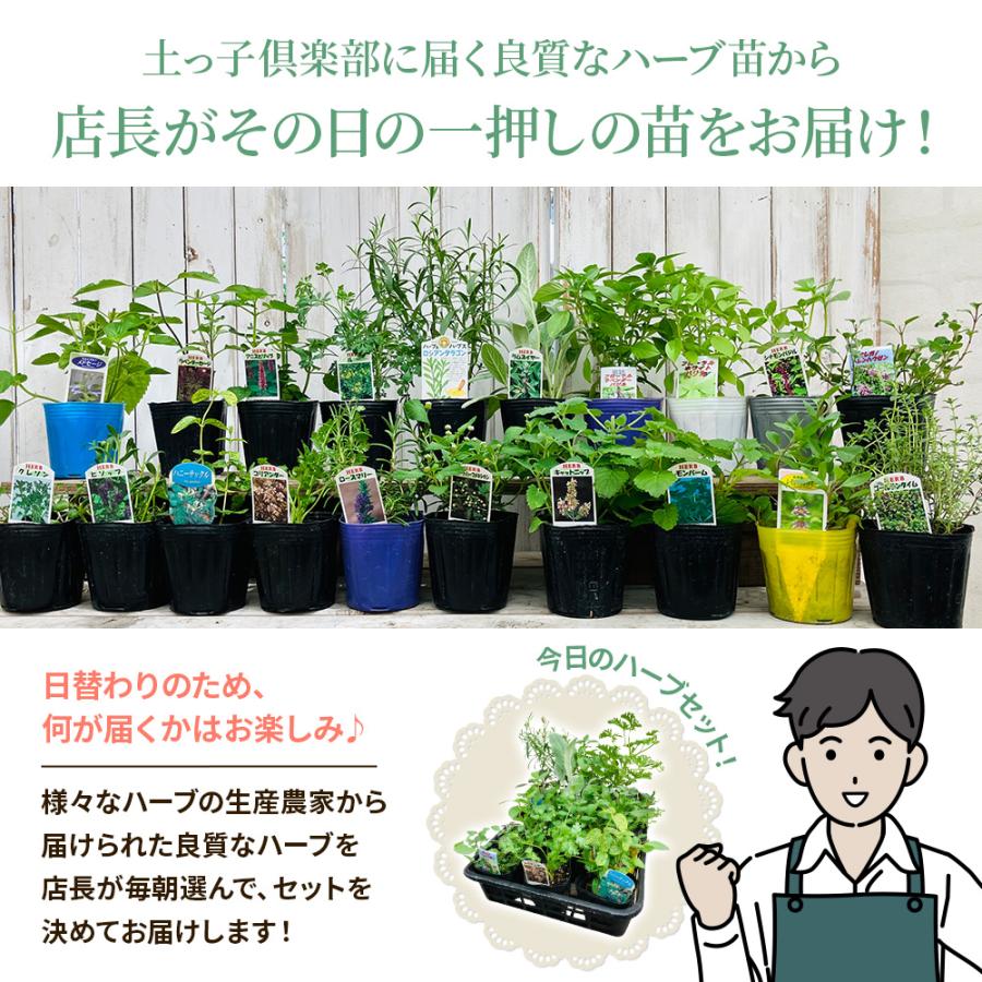 土っ子倶楽部 くらしを豊かに！ 季節のハーブ おまかせ 12ポット Mix