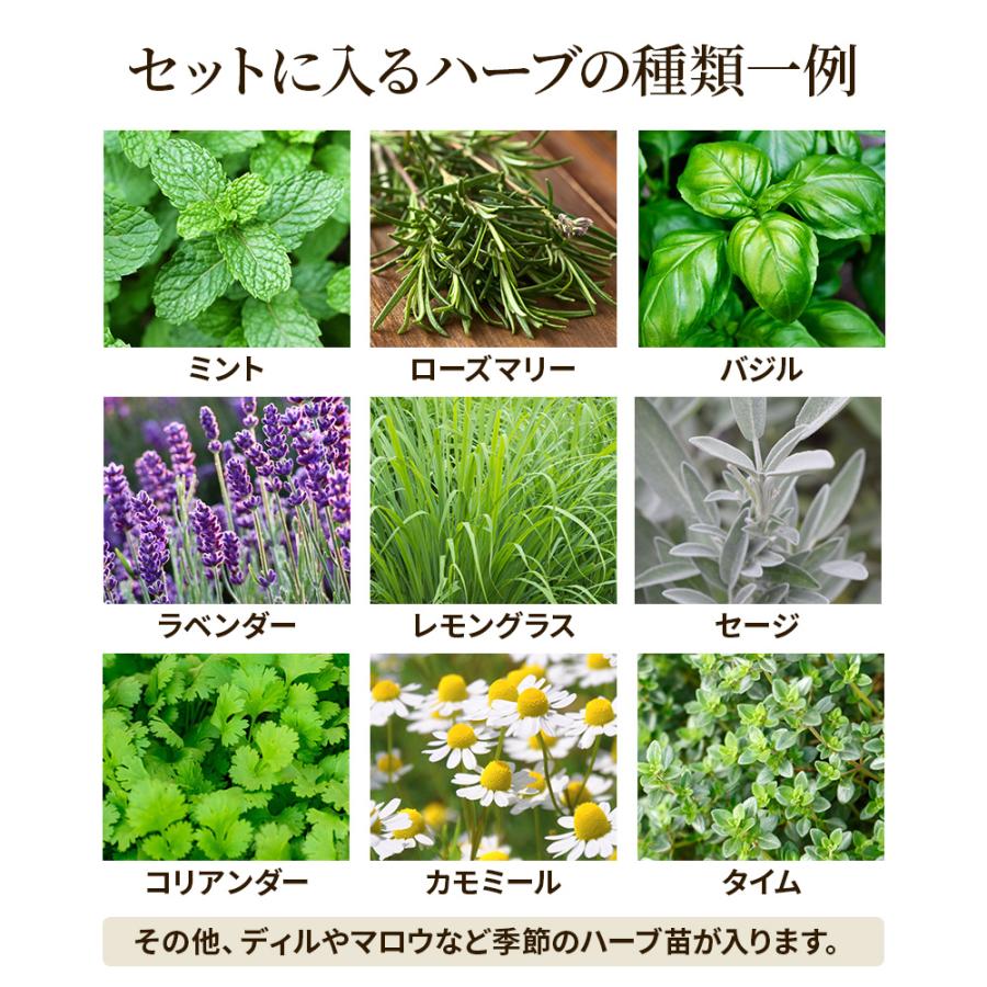 土っ子倶楽部 くらしを豊かに！ 季節のハーブ おまかせ 12ポット Mix