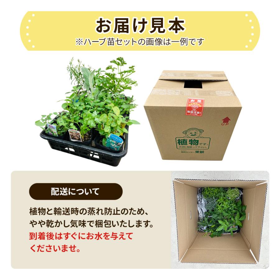 土っ子倶楽部 くらしを豊かに！ 季節のハーブ おまかせ 12ポット Mix
