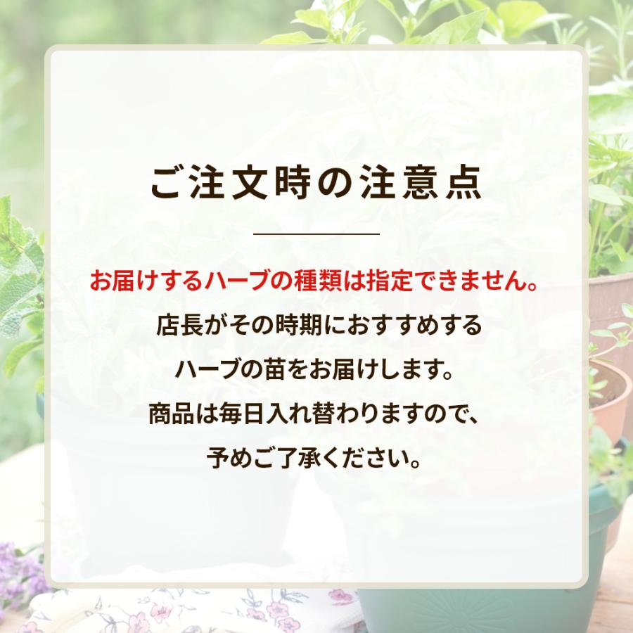 土っ子倶楽部 くらしを豊かに！ 季節のハーブ おまかせ 12ポット Mix