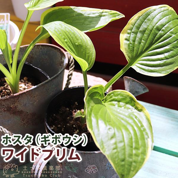 ホスタ（ギボウシ） ワイドプリム 10.5cmポット苗 : 花と緑の専門店 土