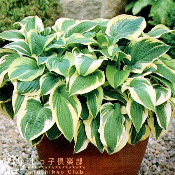ホスタ（ギボウシ） ワイドプリム 10.5cmポット苗 : 花と緑の専門店 土