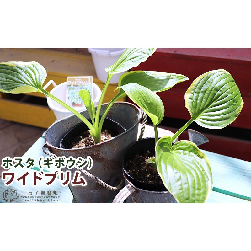 ホスタ（ギボウシ） ワイドプリム 10.5cmポット苗 : 花と緑の専門店 土