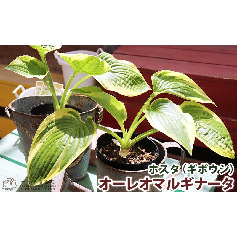 ホスタ（ギボウシ） オーレオマルギナータ 10.5cmポット苗 : 花と緑の