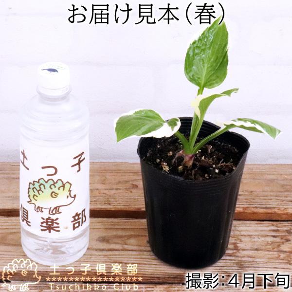 ホスタ （ ギボウシ ） フランシー 10.5cmポット苗 : 花と緑の専門店