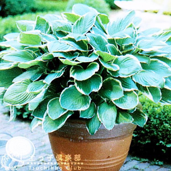 ホスタ　フランシー ギボウシ(ホスタ) 'フランシー'｜おぎはら植物園