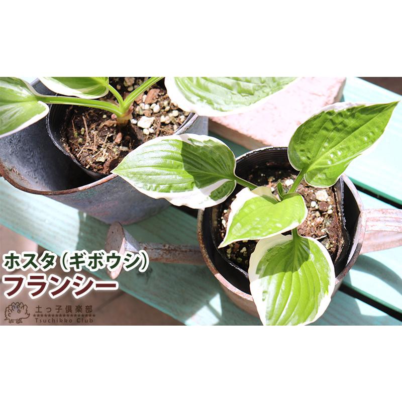 ホスタ （ ギボウシ ） フランシー 10.5cmポット苗 : 花と緑の専門店