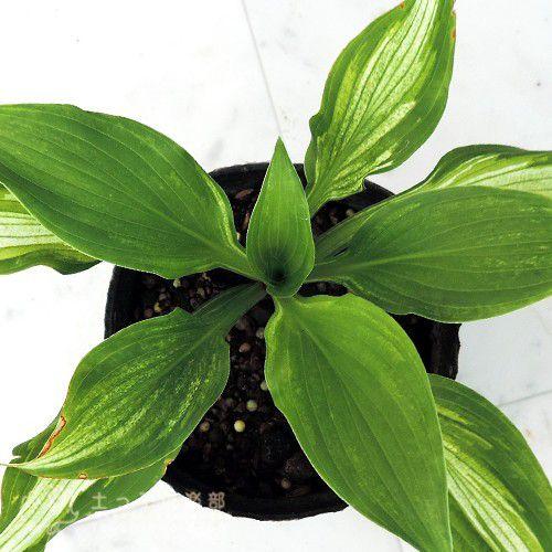 ホスタ ギボウシ メディオバリエガータ 10 5cmポット苗 Hos 039 花と緑の専門店 土っ子倶楽部 通販 Yahoo ショッピング