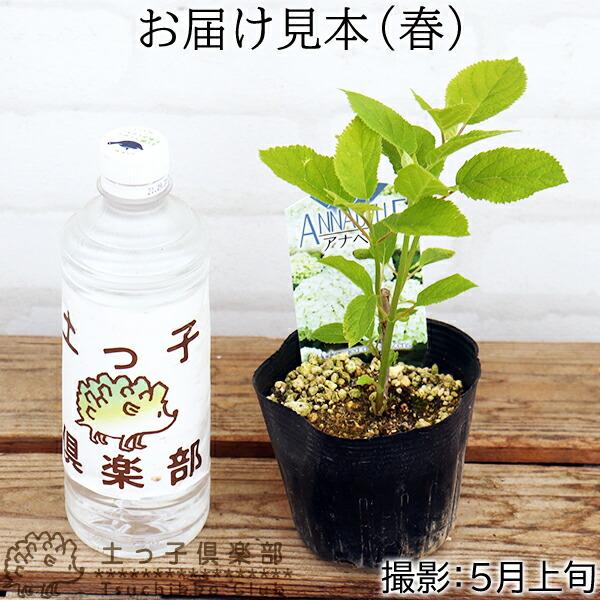 アジサイ アナベル （ 白 ） 2個セット 送料無料 ） 10.5cmポット苗