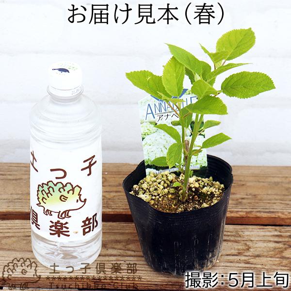 22春夏新作 アジサイ アナベル 白 10 5cmポット苗 Aynaelda Com