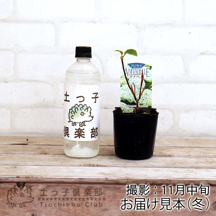 アジサイ 『 アナベル 』 白 10.5cmポット苗 : 花と緑の専門店 土っ子