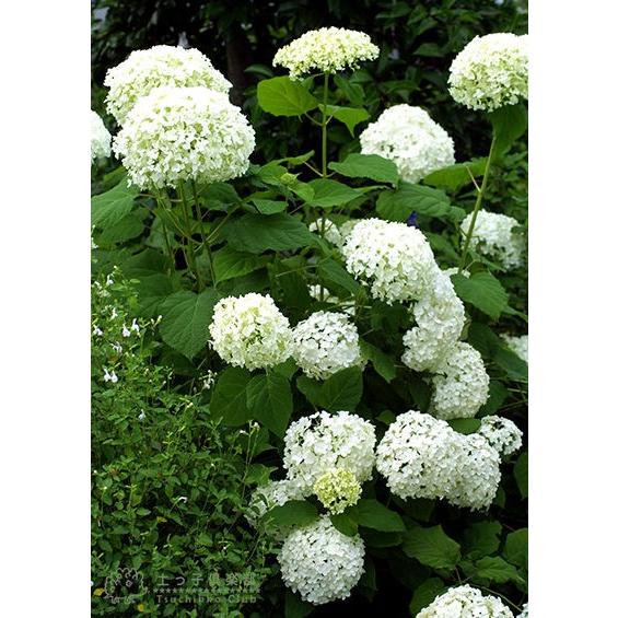 22春夏新作 アジサイ アナベル 白 10 5cmポット苗 Aynaelda Com