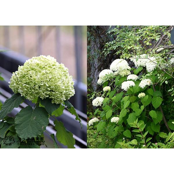 22春夏新作 アジサイ アナベル 白 10 5cmポット苗 Aynaelda Com