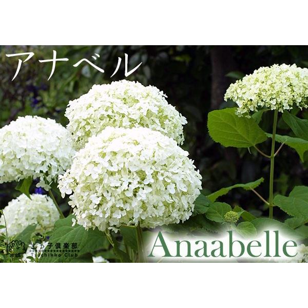 アジサイ アナベル 白 10 5cmポット苗 Hs 030 10 花と緑の専門店 土っ子倶楽部 通販 Yahoo ショッピング