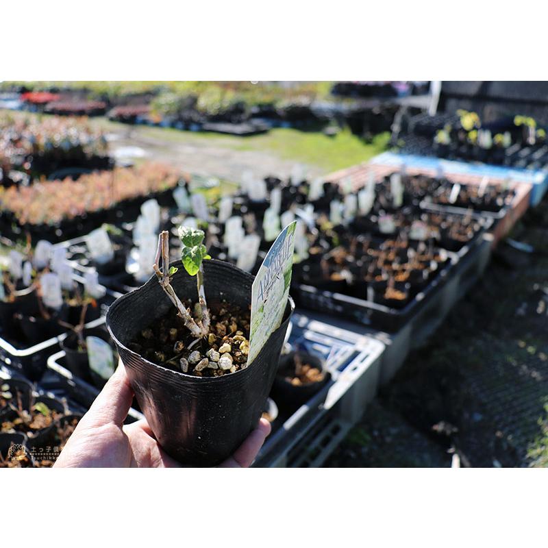 アジサイ 『 アナベル 』 白 10.5cmポット苗 : 花と緑の専門店 土っ子