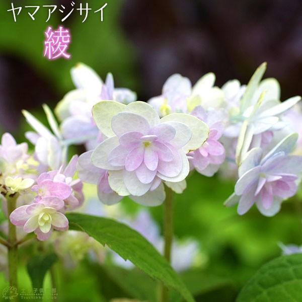 ヤマアジサイ 綾 9cmポット苗 Hs 087 花と緑の専門店 土っ子倶楽部 通販 Yahoo ショッピング