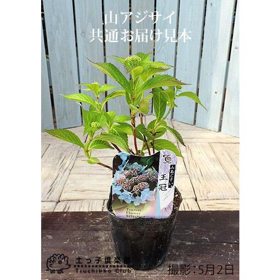 ヤマアジサイ 『 綾 』 9cmポット苗 : 花と緑の専門店 土っ子倶楽部