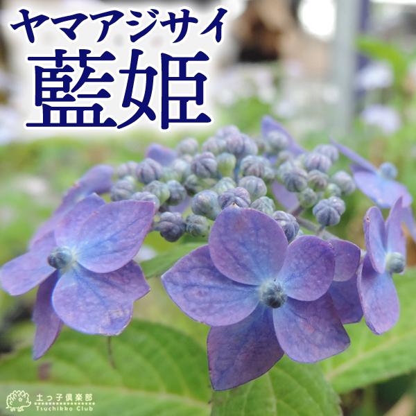ヤマアジサイ 藍姫 9cmポット苗 Hs 110 花と緑の専門店 土っ子倶楽部 通販 Yahoo ショッピング