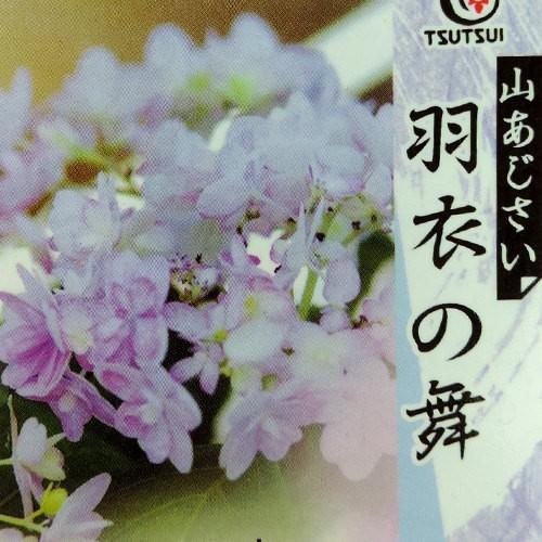 ヤマアジサイ 『 羽衣の舞 』 9cmポット苗 : 花と緑の専門店 土っ子