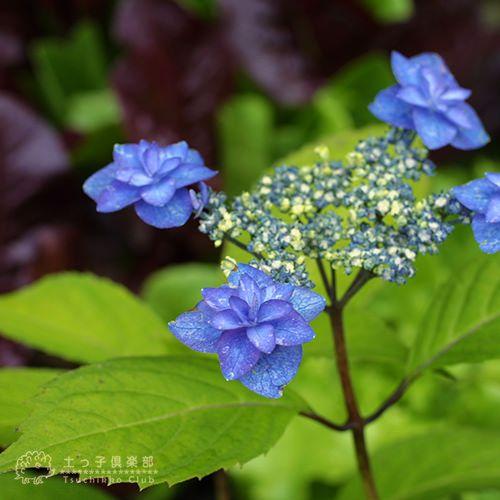 ヤマアジサイ 『 深山八重紫 』 9cmポット苗 : 花と緑の専門店 土っ子