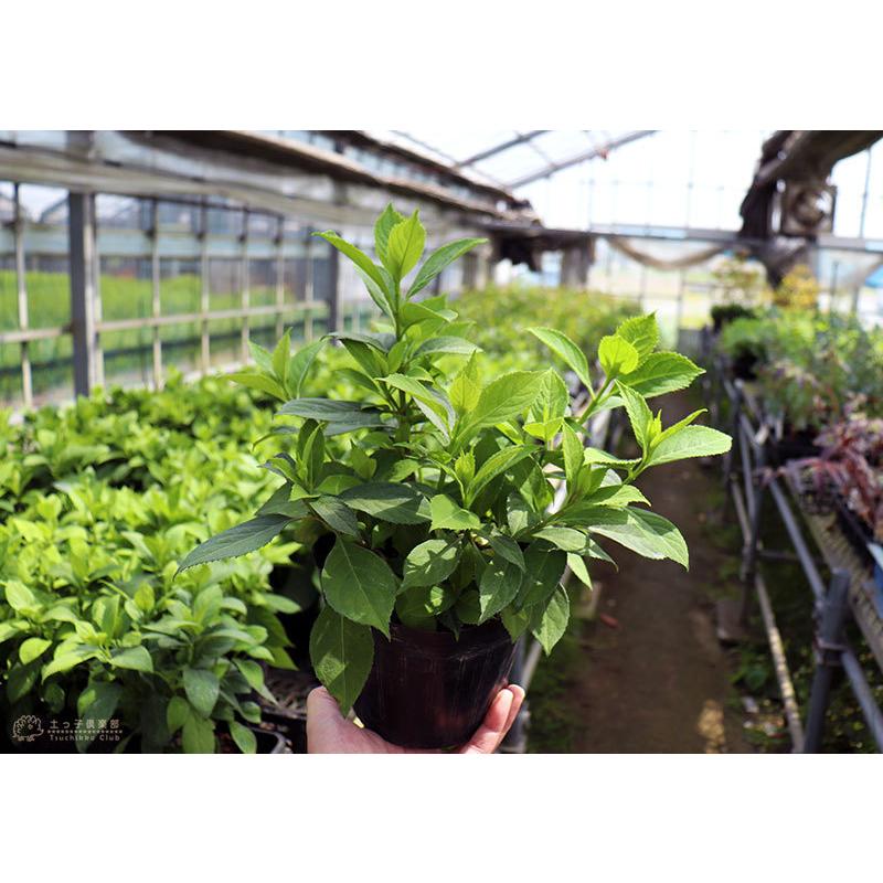 常緑アジサイ 碧の瞳 アオノヒトミ 13 5cmポット苗 珍種 Hs 141 花と緑の専門店 土っ子倶楽部 通販 Yahoo ショッピング