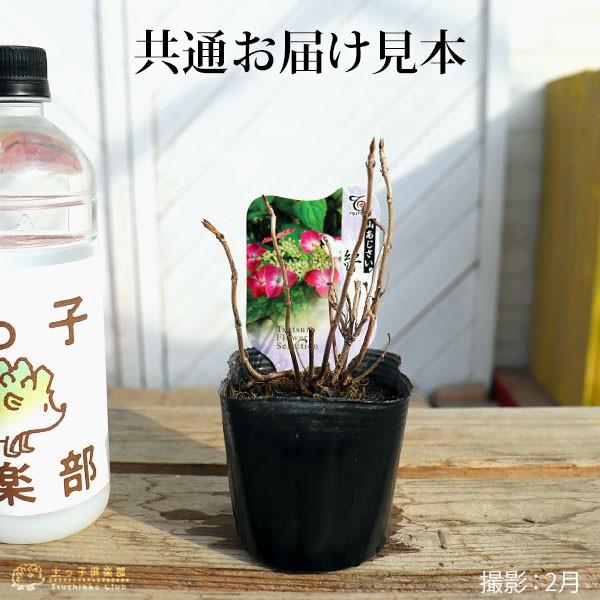 ヤマアジサイ 『 富士の滝 』 9cmポット苗 : 花と緑の専門店 土っ子