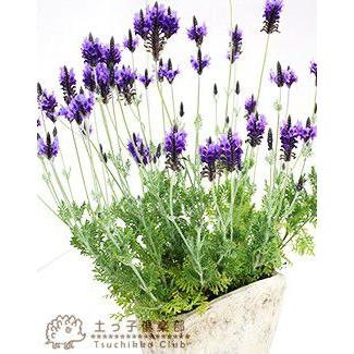 ハーブラベンダー様おまとめ4点専用ページ レースラベンダー （ 四季咲き性 ） 2個セット : 花と緑の専門店
