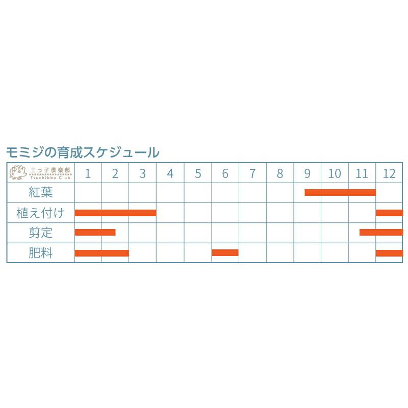 モミジ 『 紅葉 』（ 琴姫 ／ 京の糸 出猩々 〔 デショウジョウ