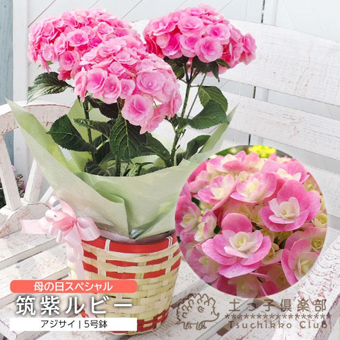 母の日 アジサイ 『 筑紫ルビー 』 5号鉢 カゴ入り 母の日ギフト あじさい 紫陽花 花 鉢植え 2026 福岡 送料無料 土っ子倶楽部（Yahoo!・花と緑の専門店 土っ子倶楽部）