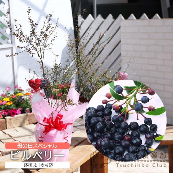 母の日のプレゼント 健康果樹の 鉢植えビルベリー 6号鉢植え 送料無料 Md 021 花と緑の専門店 土っ子倶楽部 通販 Yahoo ショッピング