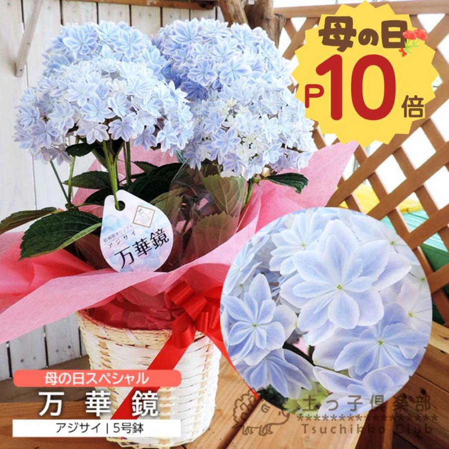 母の日 八重咲き アジサイ『 万華鏡 』ブルー 5号鉢 カゴ入り 送料無料