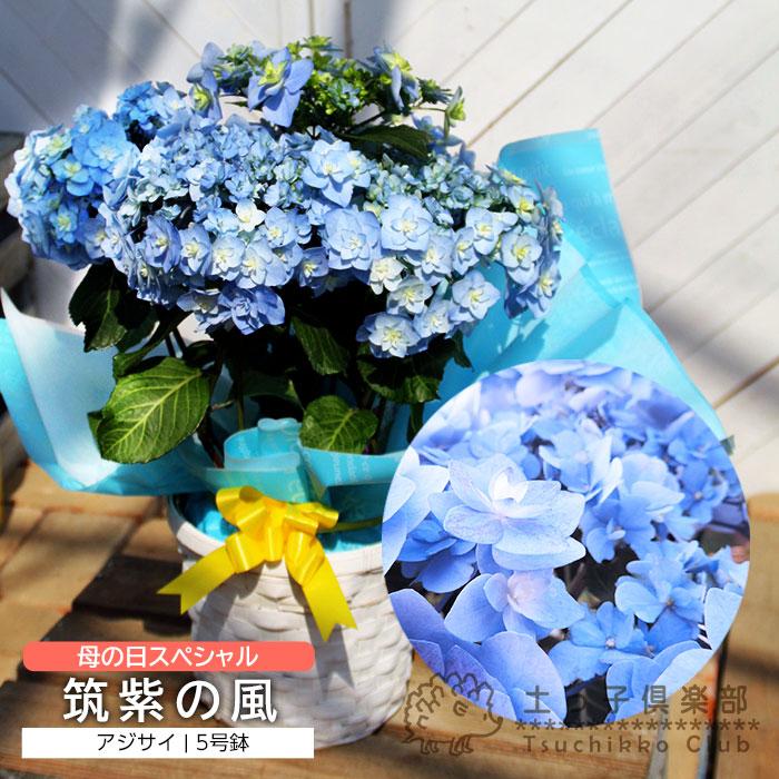 母の日 アジサイ『 筑紫の風 』5号鉢 カゴ入り 母の日ギフト あじさい 紫陽花 花 鉢植え 2026 福岡 送料無料 土っ子倶楽部（Yahoo!・花と緑の専門店 土っ子倶楽部）