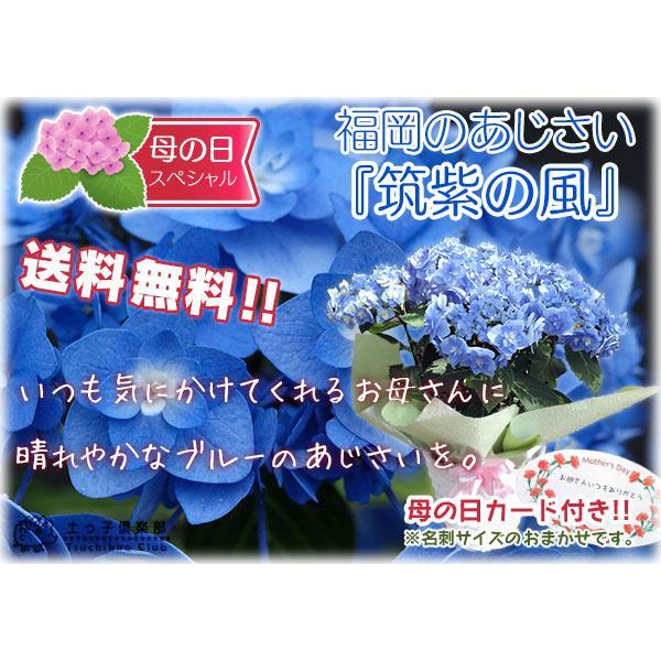 母の日 福岡の アジサイ『 筑紫の風 』5号鉢 カゴ入り 送料無料