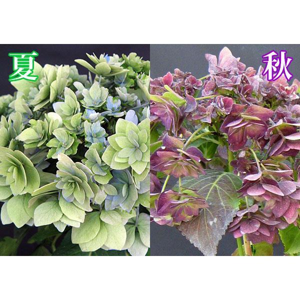 母の日 アジサイ『 筑紫の風 』5号鉢 カゴ入り 母の日ギフト あじさい