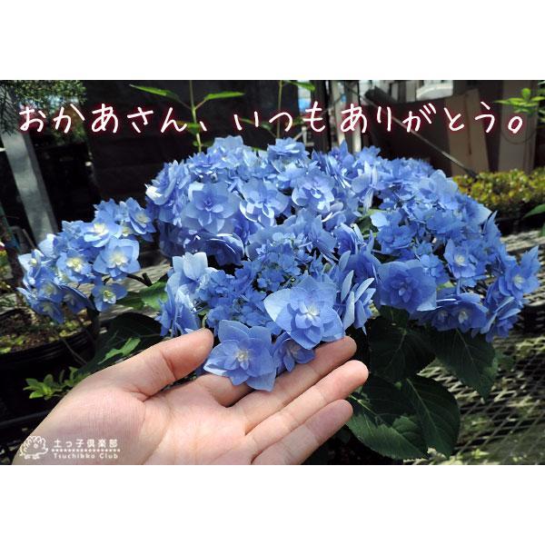 母の日 福岡の アジサイ『 筑紫の風 』5号鉢 カゴ入り 送料無料 母の日 福岡の アジサイ『 筑紫の風 』5号鉢 カゴ入り 送料無料