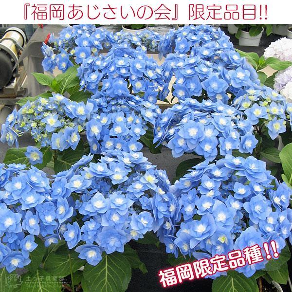 母の日 アジサイ『 筑紫の風 』5号鉢 カゴ入り 母の日ギフト あじさい